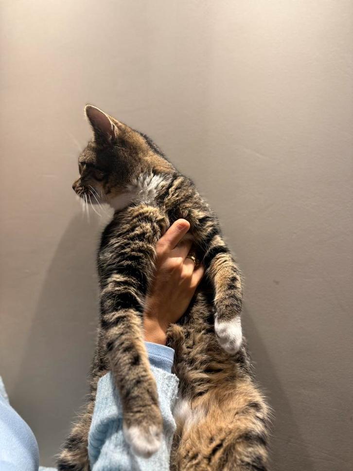 Kitten britse korthaar, Dieren en Toebehoren, Katten en Kittens | Raskatten | Langhaar, Kater