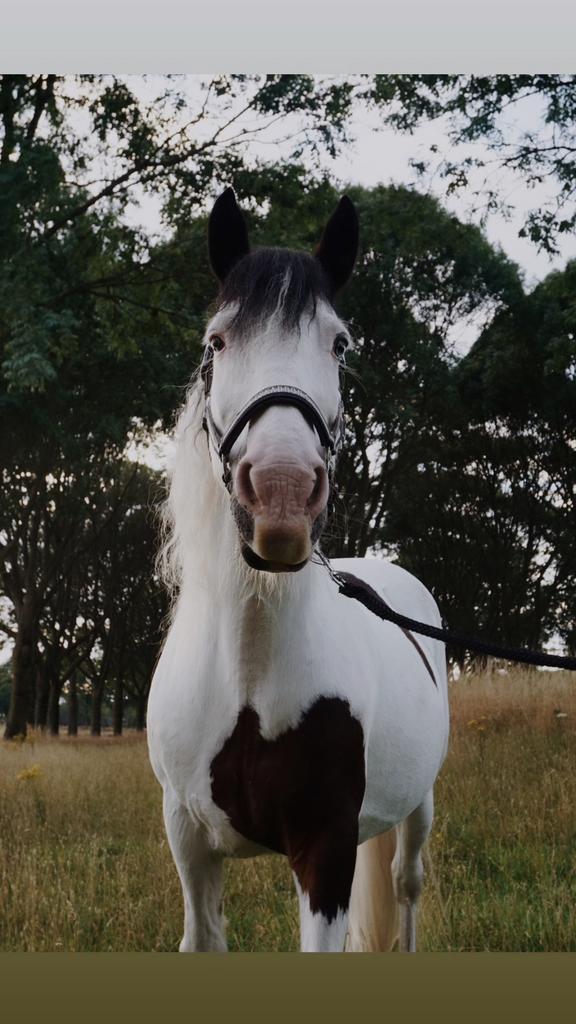 super lieve en leuke d pony te koop/ tinker te koop, Dieren en Toebehoren, Pony's, Merrie, Zadelmak, D pony (1.37m tot 1.48m)