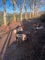 Goed tehuis voor varkentjes gezocht, Dieren en Toebehoren, Vrouwelijk, Varken