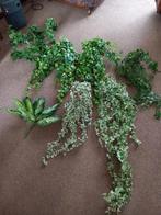 Hedera plant, Ophalen, Gebruikt