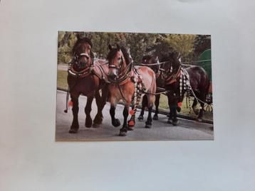 kaart paard veulen  dier beschikbaar voor biedingen