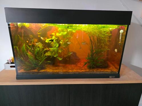 Ferplast Dubai 80 LED Zwart, Dieren en Toebehoren, Vissen | Aquaria en Toebehoren, Gebruikt, Gevuld zoetwateraquarium, Ophalen