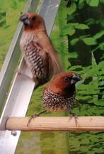 Muskaatvinken nog 1 koppel beschikbaar., Meerdere dieren, Tropenvogel