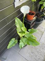 Aronskelk, Tuin en Terras, Planten | Tuinplanten, Vaste plant, Halfschaduw, Zomer, Ophalen