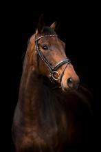 ‼️ Knappe 9-jarige merrie, Dieren en Toebehoren, Merrie, Gechipt, M, Dressuurpaard