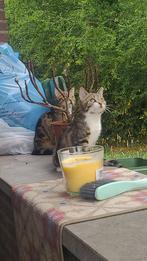 Kittens van 14 weken, Dieren en Toebehoren, Katten en Kittens | Overige Katten, Meerdere dieren