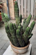Euphorbia polygona 70 cm!, Ophalen, Vetplant, Halfschaduw, In pot