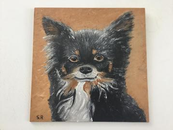Langharige chihuahua beschikbaar voor biedingen