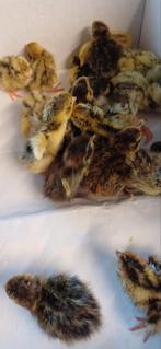 Jonge Japanse kwartels, Dieren en Toebehoren, Pluimvee, Meerdere dieren, Overige soorten