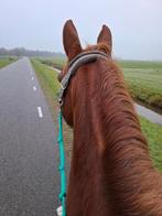 Verzorger gezocht!, Dieren en Toebehoren, Ophalen of Verzenden, Nieuw