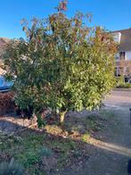 Photinia x fraseri - Glansmispel 250cm - Zelf uithalen, Ophalen of Verzenden, Overige soorten, 250 tot 400 cm
