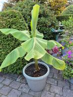 Bananenplant zonder pot., Huis en Inrichting, Kamerplanten, Ophalen, Overige soorten, Halfschaduw, In pot