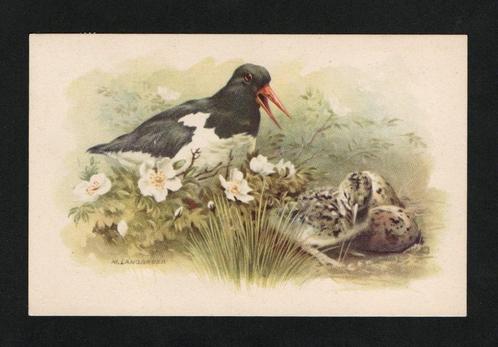 Texel Scholekster Eieren Jong., Verzamelen, Ansichtkaarten | Dieren, Gelopen, 1960 tot 1980, Vogel, Ophalen of Verzenden