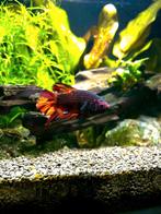 Tiger Nemo Plakat Betta man, Vis