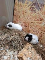 Hele leuke cavia zeugjes, Juli, Vrouwelijk, Cavia