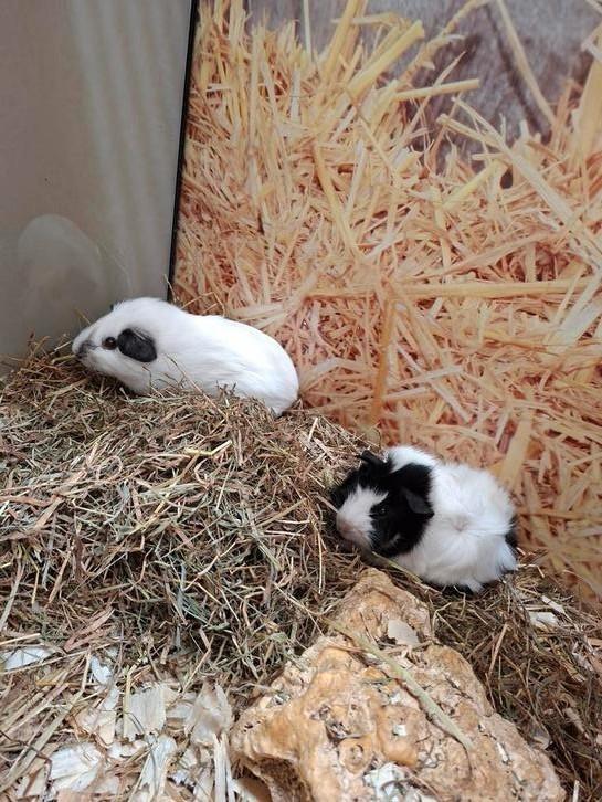 Hele leuke cavia zeugjes, Dieren en Toebehoren, Knaagdieren, Vrouwelijk, Cavia, Juli