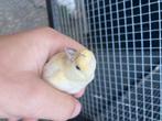 Kweek Kanarie, Dieren en Toebehoren, Vogels | Kanaries, Mannelijk, Kleurkanarie