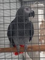 Grijze Roodstaart 2023 incl kamervoliere, Dieren en Toebehoren, Vogels | Parkieten en Papegaaien, Mannelijk, Papegaai