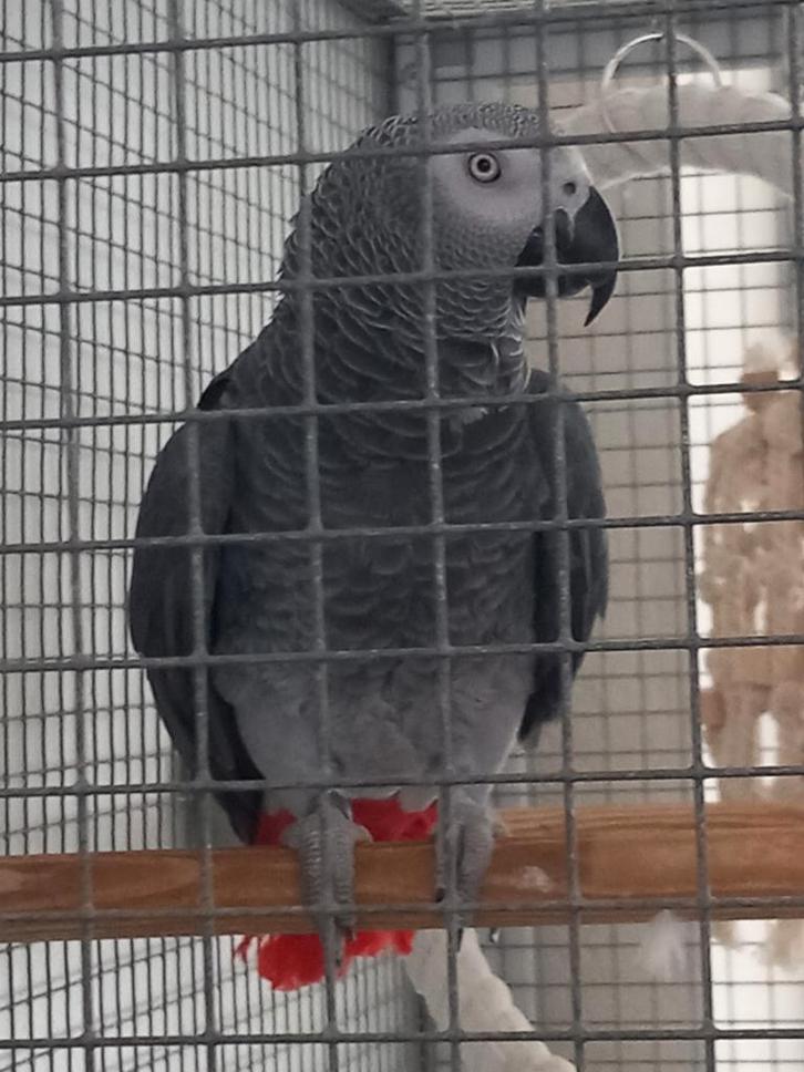 Grijze Roodstaart 2023 incl kamervoliere, Dieren en Toebehoren, Vogels | Parkieten en Papegaaien, Papegaai, Mannelijk