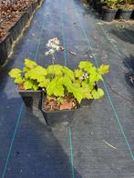 Tiarella cordifolia, Ophalen, Bodembedekkers, Vaste plant, Halfschaduw