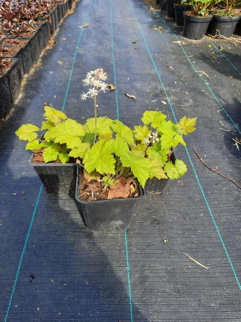Tiarella cordifolia, Tuin en Terras, Planten | Tuinplanten, Vaste plant, Bodembedekkers, Halfschaduw, Lente, Ophalen