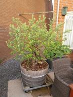 Oude grillige olijf, Tuin en Terras, Planten | Bomen, Ophalen, Volle zon, Overige soorten, 100 tot 250 cm