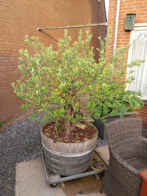 Oude grillige olijf, Tuin en Terras, Planten | Bomen, Overige soorten, 100 tot 250 cm, Volle zon, Ophalen
