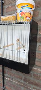 Majoor Putter 2025, Dieren en Toebehoren, Vogels | Kanaries