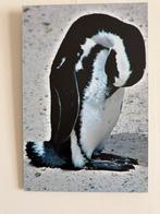 Pinguin op dibond 45 x 30, Ophalen of Verzenden