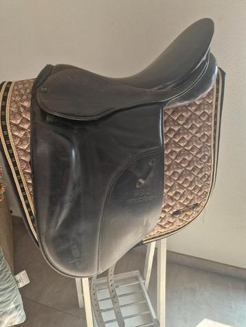 Stubben" romans extra"  rondgeribt ,wijd, barok,breed paard beschikbaar voor biedingen