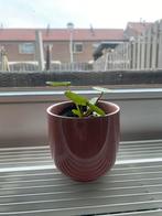 Pannekoekenplant stekje incl pot, Tuin en Terras, Bloembakken en Plantenbakken, Ophalen, Zo goed als nieuw, Rond, Kunststof
