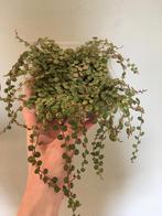 String of turtles (peperomia prostrata), verse stek 8-10 cm, Ophalen of Verzenden, Overige soorten, Minder dan 100 cm