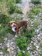 Leuke hondjes ter adoptie!, Rabiës (hondsdolheid), 15 weken tot 1 jaar, Handelaar, Buitenland