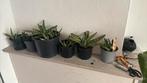 Aloe Vera, Verzenden, Overige soorten, Minder dan 100 cm