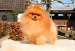 Pomeranian pomeriaan BEARFACE DEKREU FCI stamboom, Dieren en Toebehoren, Rabiës (hondsdolheid), Buitenland, 1 tot 2 jaar, Reu