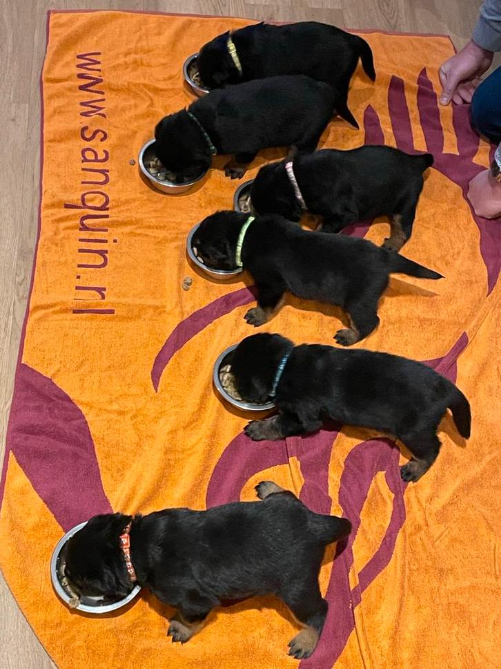 Rottweiler pup, Dieren en Toebehoren, Honden | Bulldogs, Pinschers en Molossers, Meerdere dieren, Rottweiler, Particulier, Meerdere