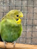 Grasparkieten,  wildkleur, Dieren en Toebehoren, Vogels | Parkieten en Papegaaien, Meerdere dieren, Parkiet, Geringd