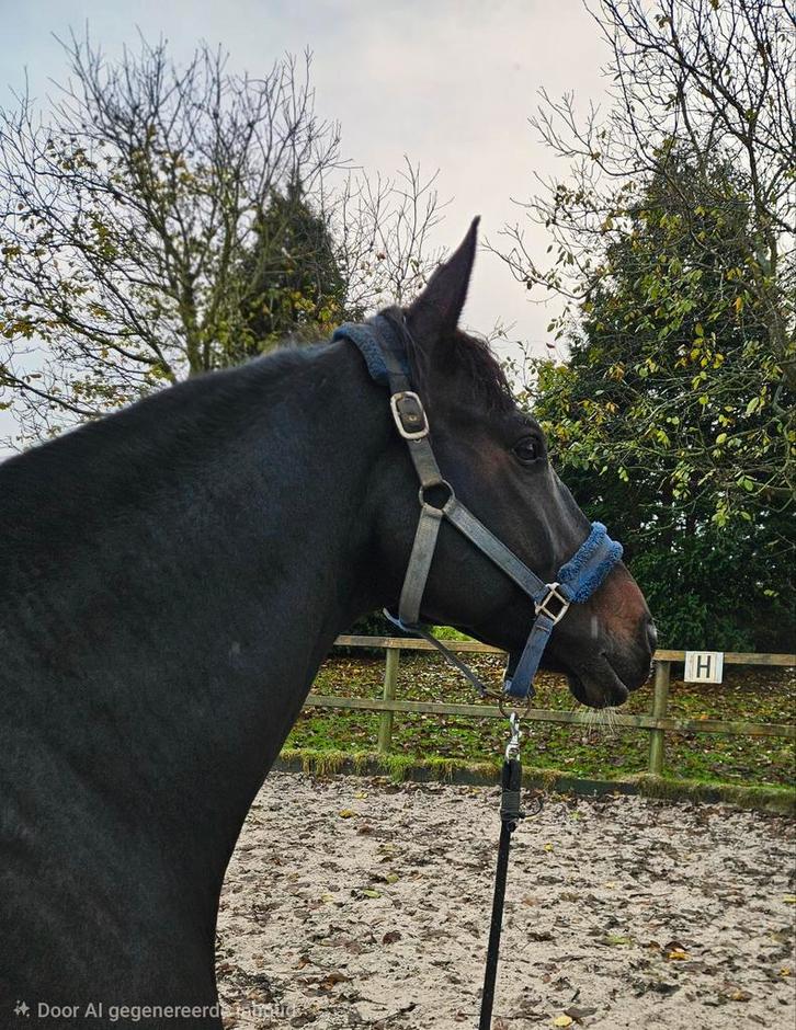 Wil jij verbeteren/ samenwerken met je paard/pony ?, Diensten en Vakmensen, Dieren | Paarden | Verzorging, Oppas en Les