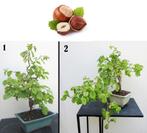 2 Kronkelhazelaar Bonsai- Corylus avalana Contorta., Minder dan 100 cm, Lente, Overige soorten, In pot