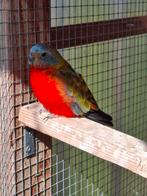 Turquoisine koppel, Meerdere dieren, Parkiet