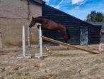 2.5 jarige hengst emerald nabab  heartbreaker, Dieren en Toebehoren, Paarden, Hengst, Springpaard, 0 tot 2 jaar