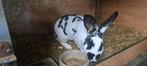 Rex dalmat.konijnen 10 jongen, Dieren en Toebehoren, Meerdere dieren, Overige soorten