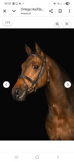 Ms Ros hoofdstel bruin full, Ophalen of Verzenden, Nieuw