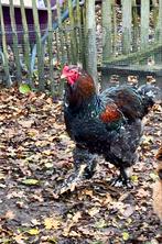 Hanen (Brahma en Orphington), Dieren en Toebehoren, Pluimvee, Mannelijk, Kip