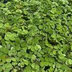 Salvinia Minima, Ophalen, Zo goed als nieuw, Plant(en), Steen of Hout