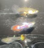 Super mooi guppen groepje, Dieren en Toebehoren, Vissen | Aquariumvissen, Vis, Zoetwatervis, Schoolvis
