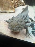 Gratis axelotjes, Boeken, Ophalen, Reptielen of Amfibieën