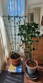 2 Lantaarnplanten oftewel Parachuteplant, Huis en Inrichting, Kamerplanten, Ophalen, Overige soorten, Minder dan 100 cm