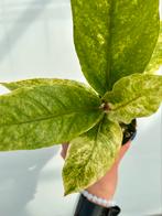 Anthurium Bonplandii Vatiegata P9, Huis en Inrichting, Ophalen of Verzenden, Overige soorten, Minder dan 100 cm