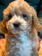 Klein type Maltipoo pups in abricot, zwart en crème kleuren, Poedel, Nederland, CDV (hondenziekte), 8 tot 15 weken